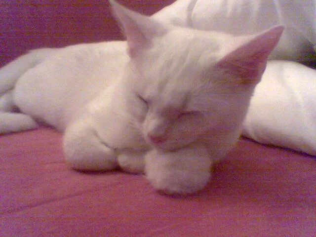 Schneeball liegt auf einen Schneeball :-)