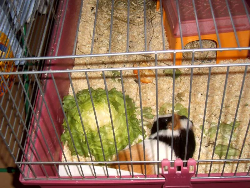 schnuppi nach festmahl *gg*