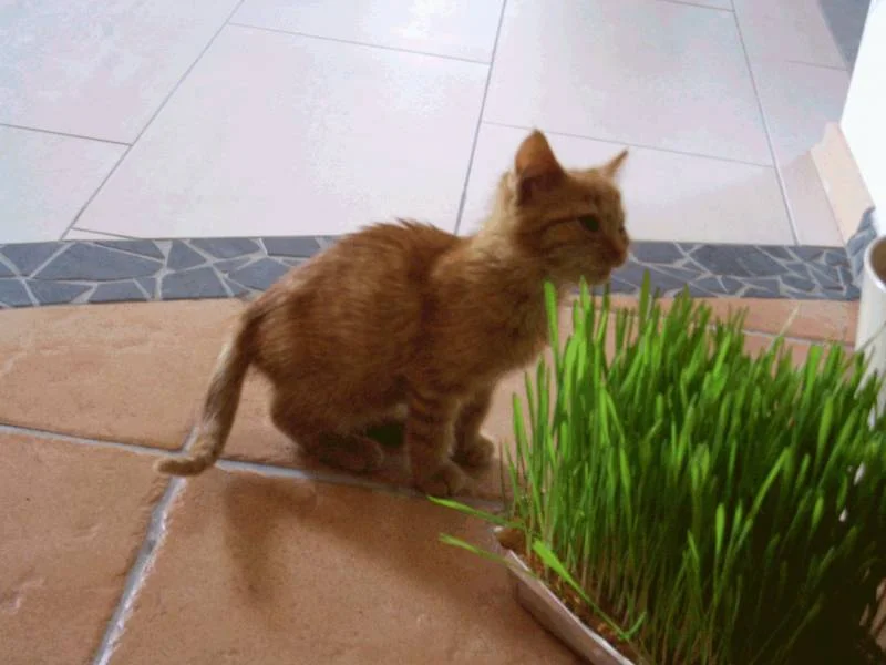 Schnurli und das Katzengras