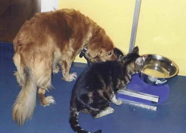 Schrödinger als Vorkoster