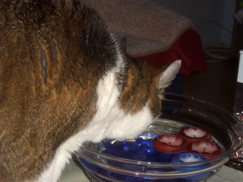 schwimmkerzen wasser hmm lecker