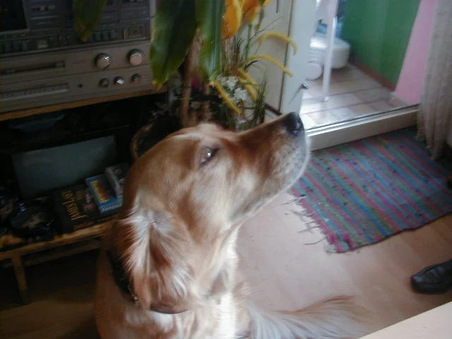 Sehr aufmerksam und braaaav