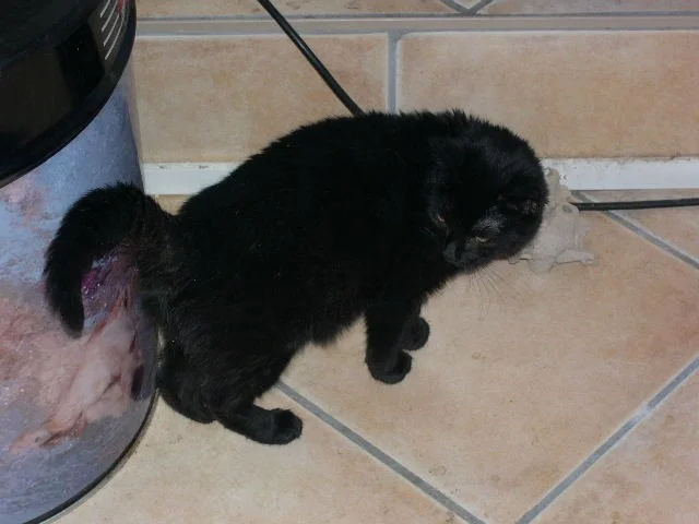 Shadow - unser kleines Teufelchen