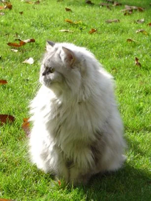 Shiva beim "Sperbern"