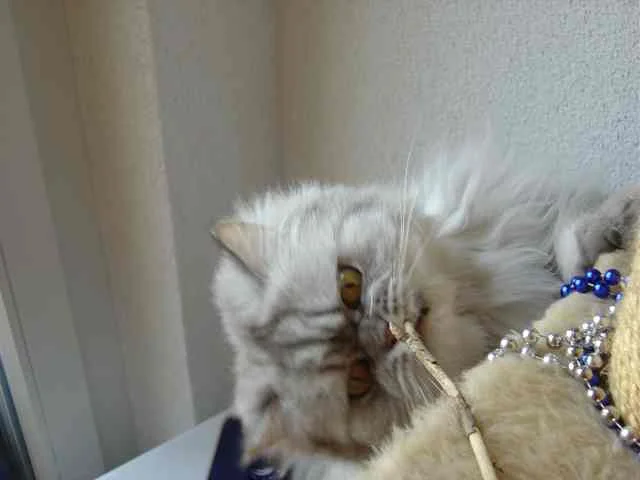 Shiva: Immer schön reinbeissen :)