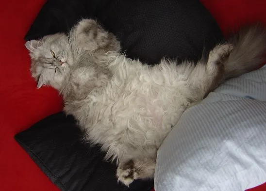 Shiva - wie er leibt und liegt...