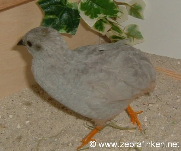 Silberner chin. Zwergwachtelhahn