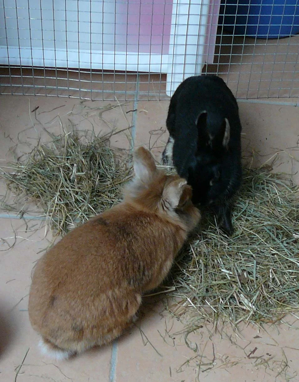 Simba und Beauty 1.jpg