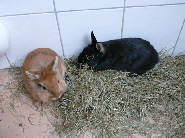 Simba und Beauty 2.jpg