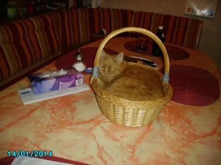 Sissi im Brotkörbchen.JPG