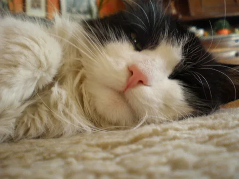 So eine weiche Kuscheldecke ist doch fein...