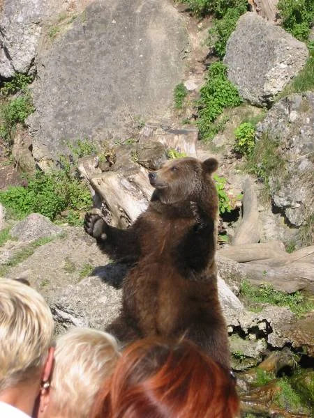 "So groß war der Fisch den ich gefangen habe"