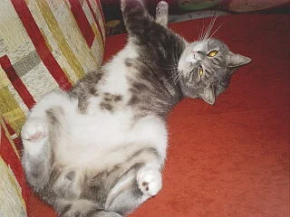 so schläft er immer