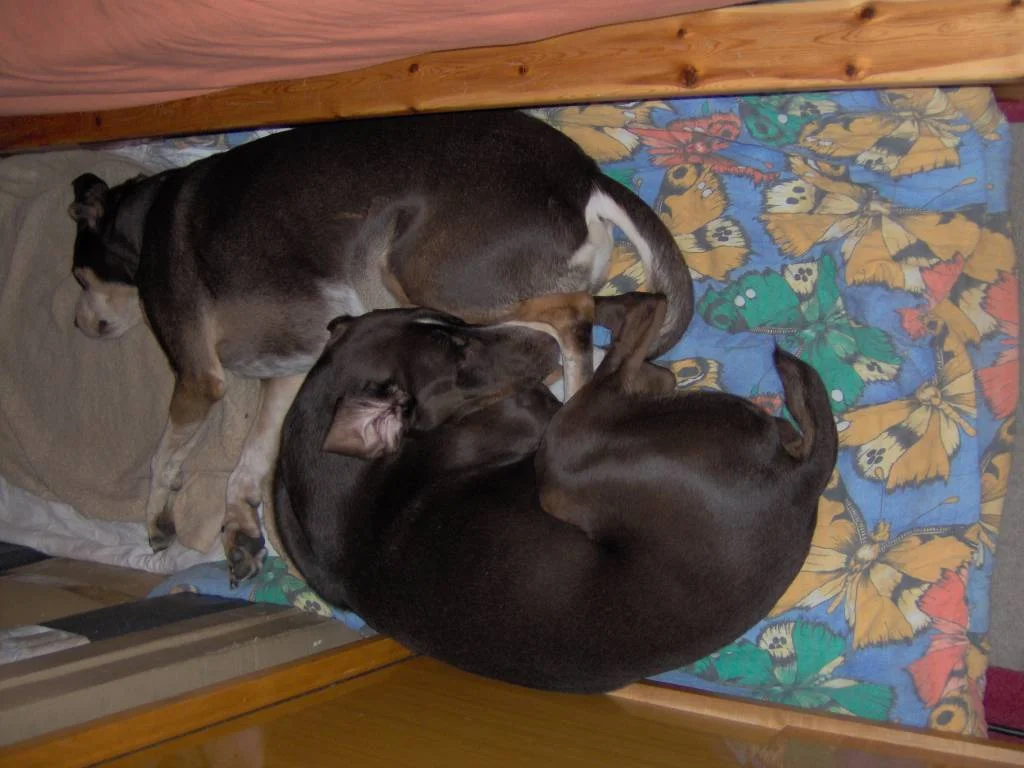 so schlafen Micky und Jimmy