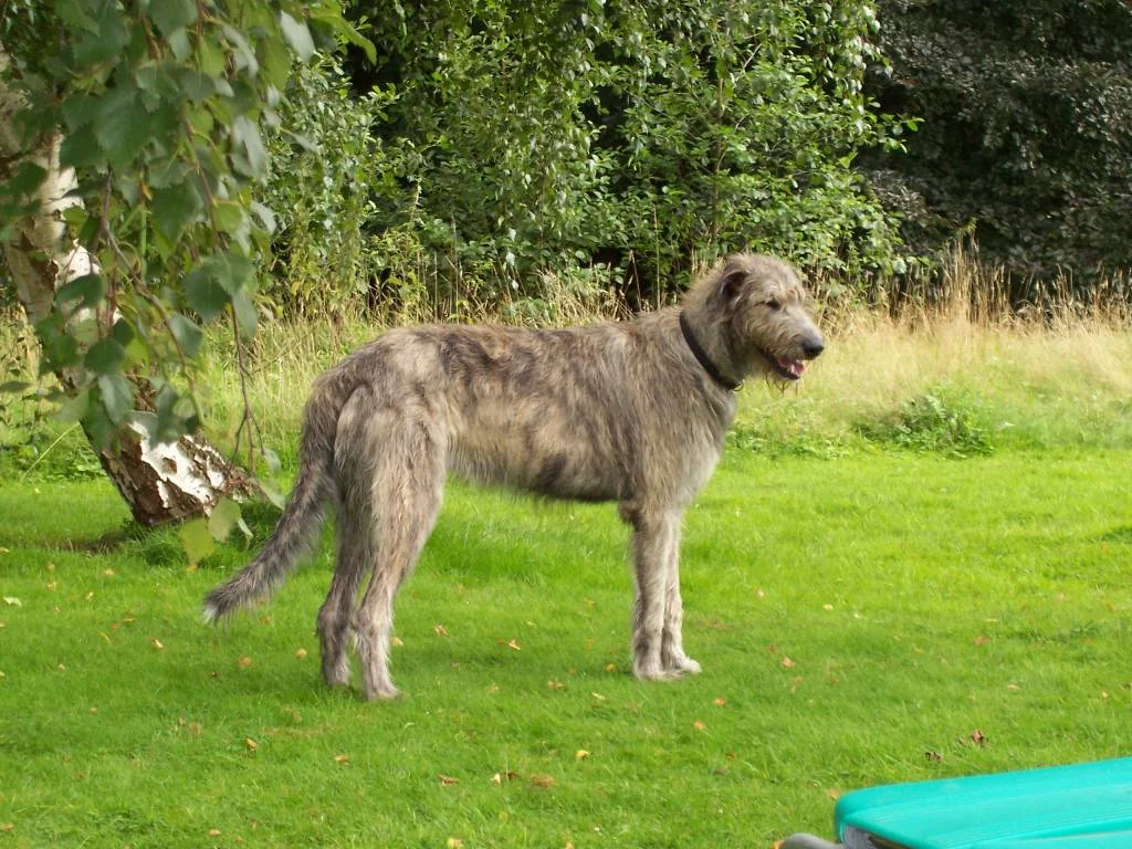 So werd ich nie ein Ausstellungshund, will ich auch nicht