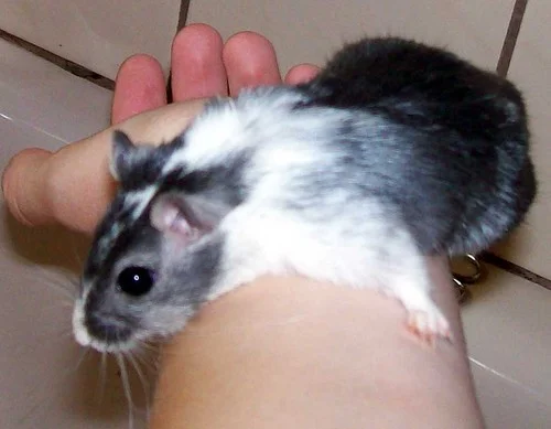 *soll ich hier runterhüpfen?*