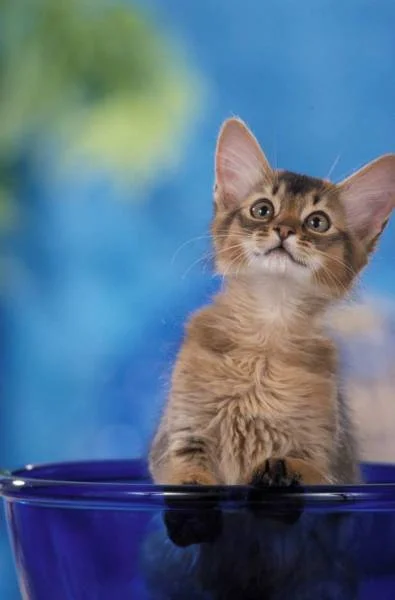 Somali zur Sonne in Oberbayern