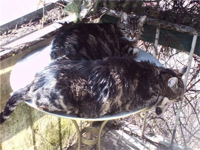 Sommer - Garten - Sonne - Gute Laune - Katzen