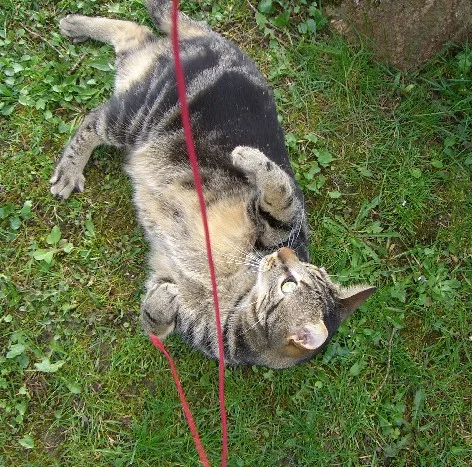 Speedy und das rote Fädchen
