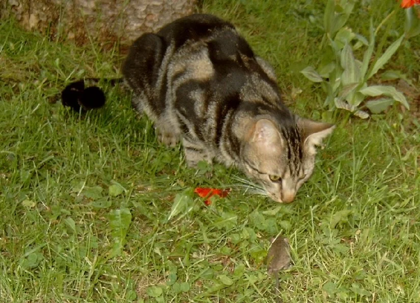 Speedy und Mäuschen