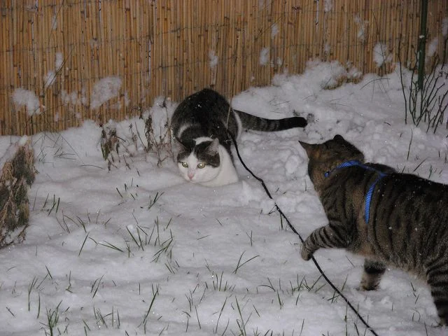 Spielen im Schnee ist richtig schööööööön