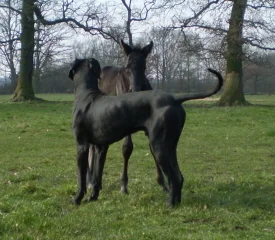 Spielen mit Hund2.jpg