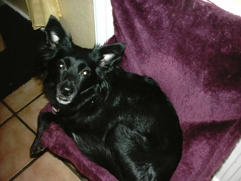 Spitzmischling Molly