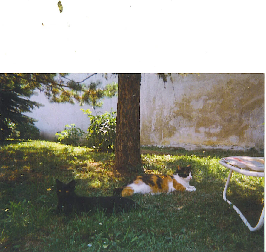 spooky und bageera.jpg