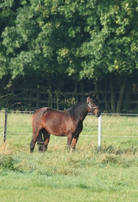 stallumzug 063.2.jpg