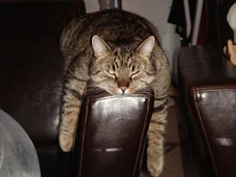 strizi, mein winterdepressivler....