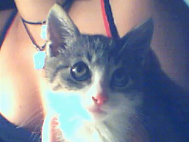 Sugar mit dem unschuldigen Blick