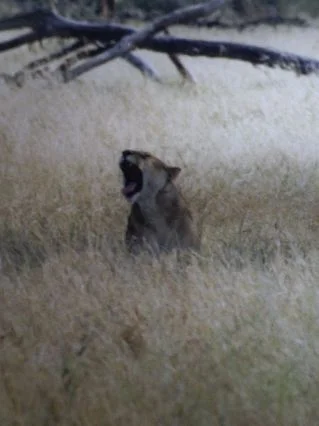 tansania safari 012.jpg