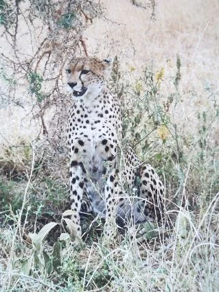 tansania safari 018.jpg