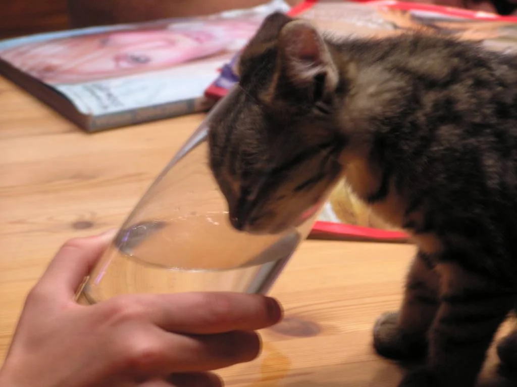 Tequila, die Neugierige (vor 2 Jahren)