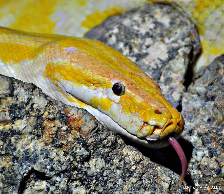 TIGERPHYTON  ALBINO