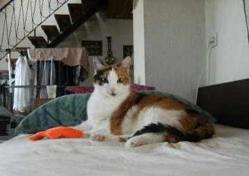 Tiggy auf dem Bett von Kurt.jpg