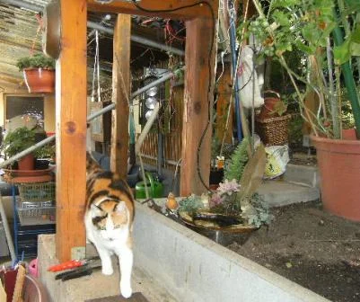 Tiggy auf dem Mäuerchen.JPG