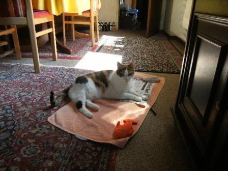 Tiggy ruht sich aus.JPG