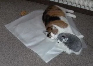 Tiggy Und Ihr Kuscheltier Husky