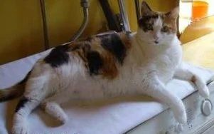 Tiigy auf der Wama.jpg