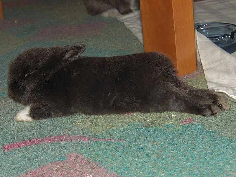 Tümmelchen total relaxed