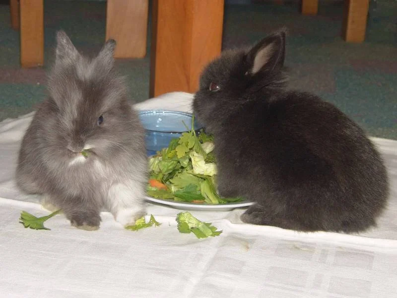 Tümmelchen und Fleckchen's Dinner