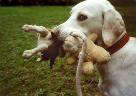 Und meine Plüschkameraden!