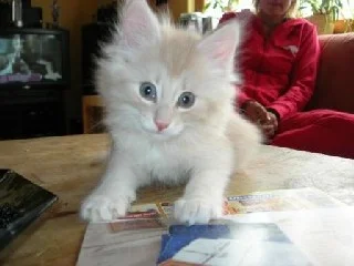 und noch mal Twinkle