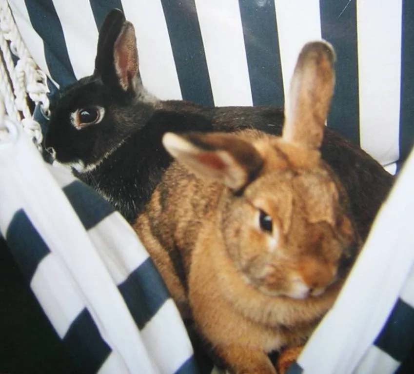 und wieder im Hängestuhl...