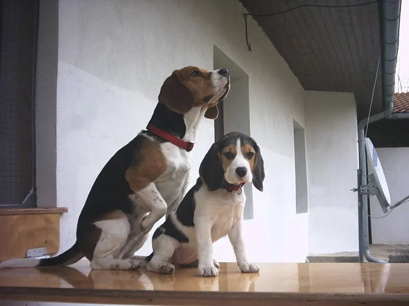 '...und zeig ihm meine Schokoladenseite ! '