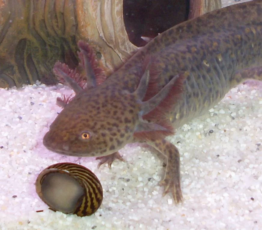 unser charlie und die kleine schnecke speedy