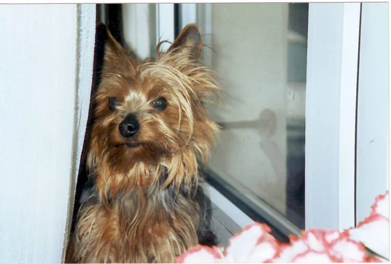 unser Cherry hinter der Regenbogenbrücke