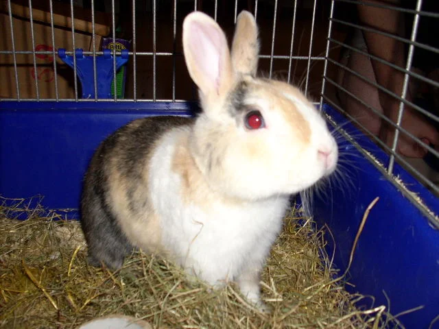 Unser Engel Finchy -^.^-