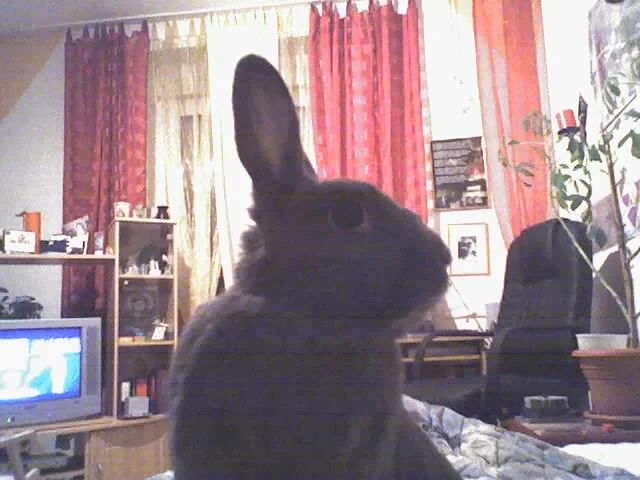 Unser Haserich Billy....